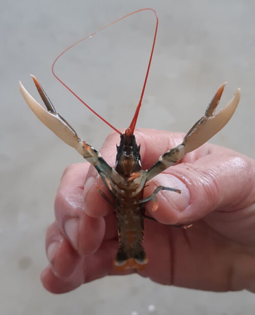 bogavante en mano