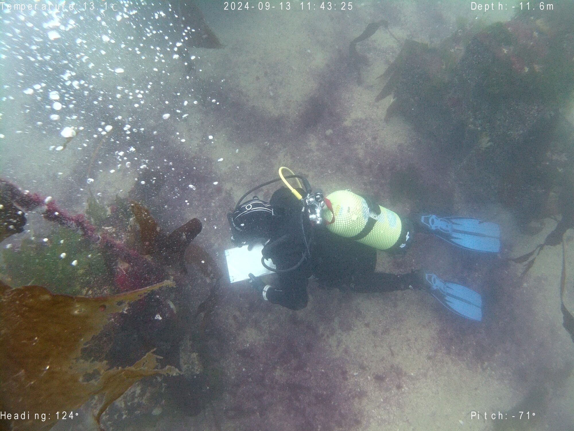 artificial_reef_census copia - Pablo Sanchez-Jerez
