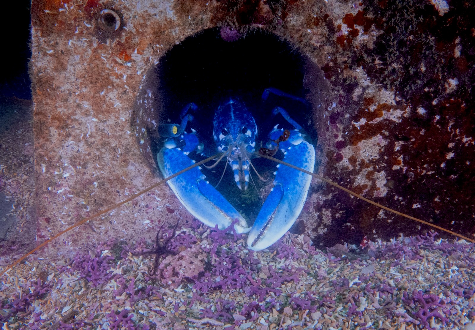 bogavante en arrecife_ Manuel E. Garci - Pablo Sanchez-Jerez