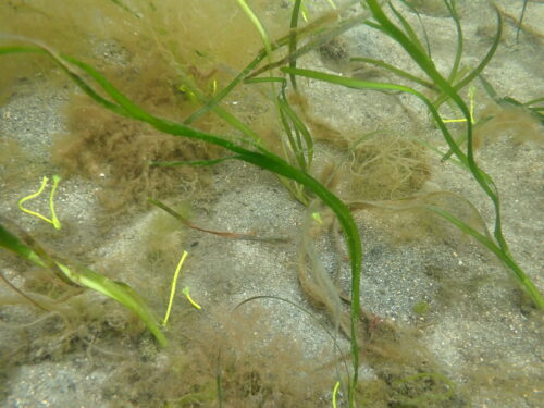 Seagrass Restoration Activities