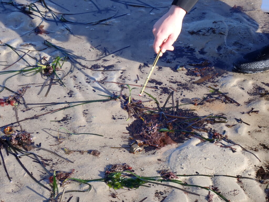 Seagrass Restoration Activities