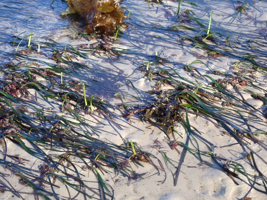 <em> Successful implementation of seagrass restoration in Lettercallow