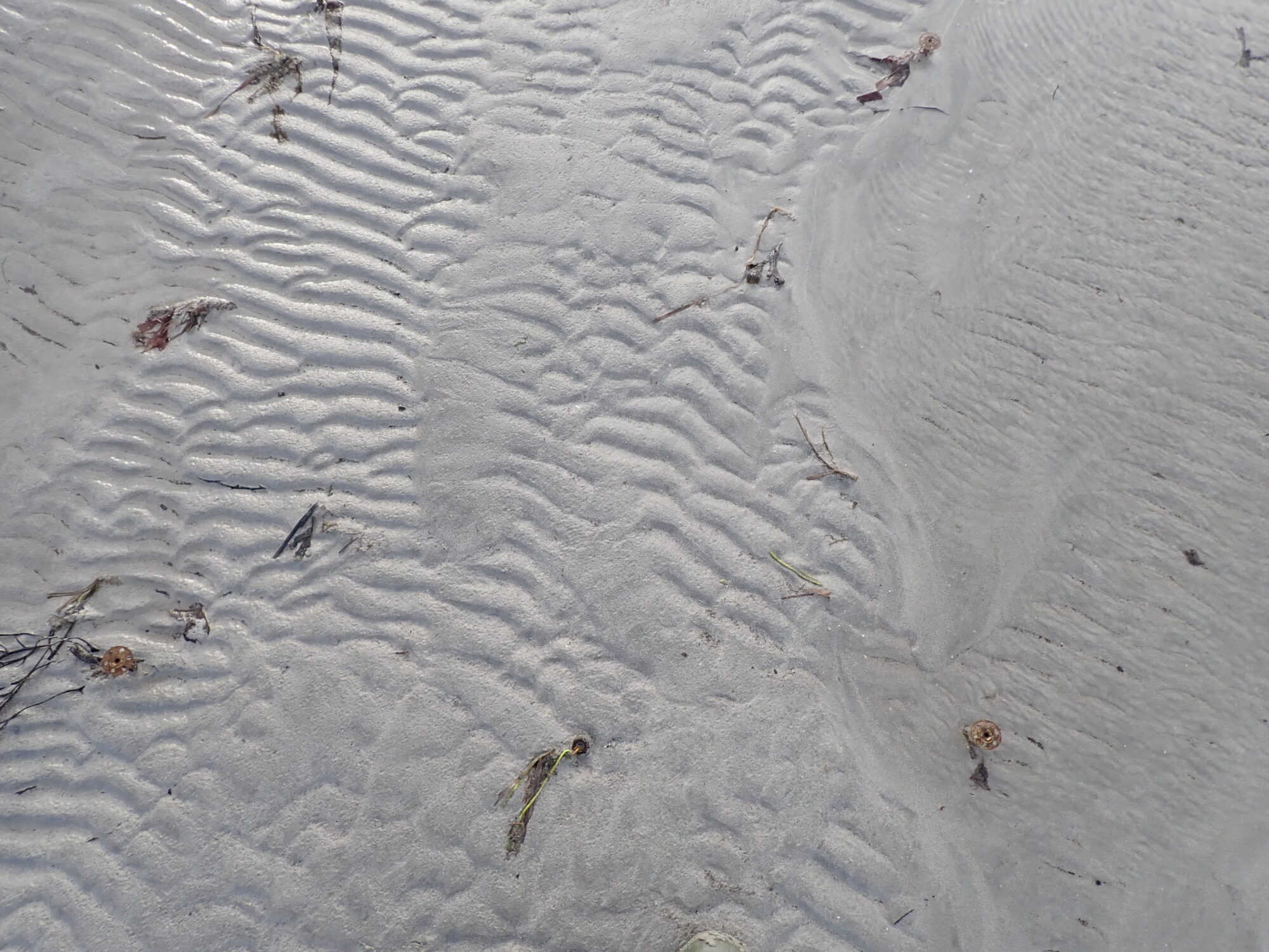 <em> Unsuccessful implementation of seagrass restoration in Rusheen Bay