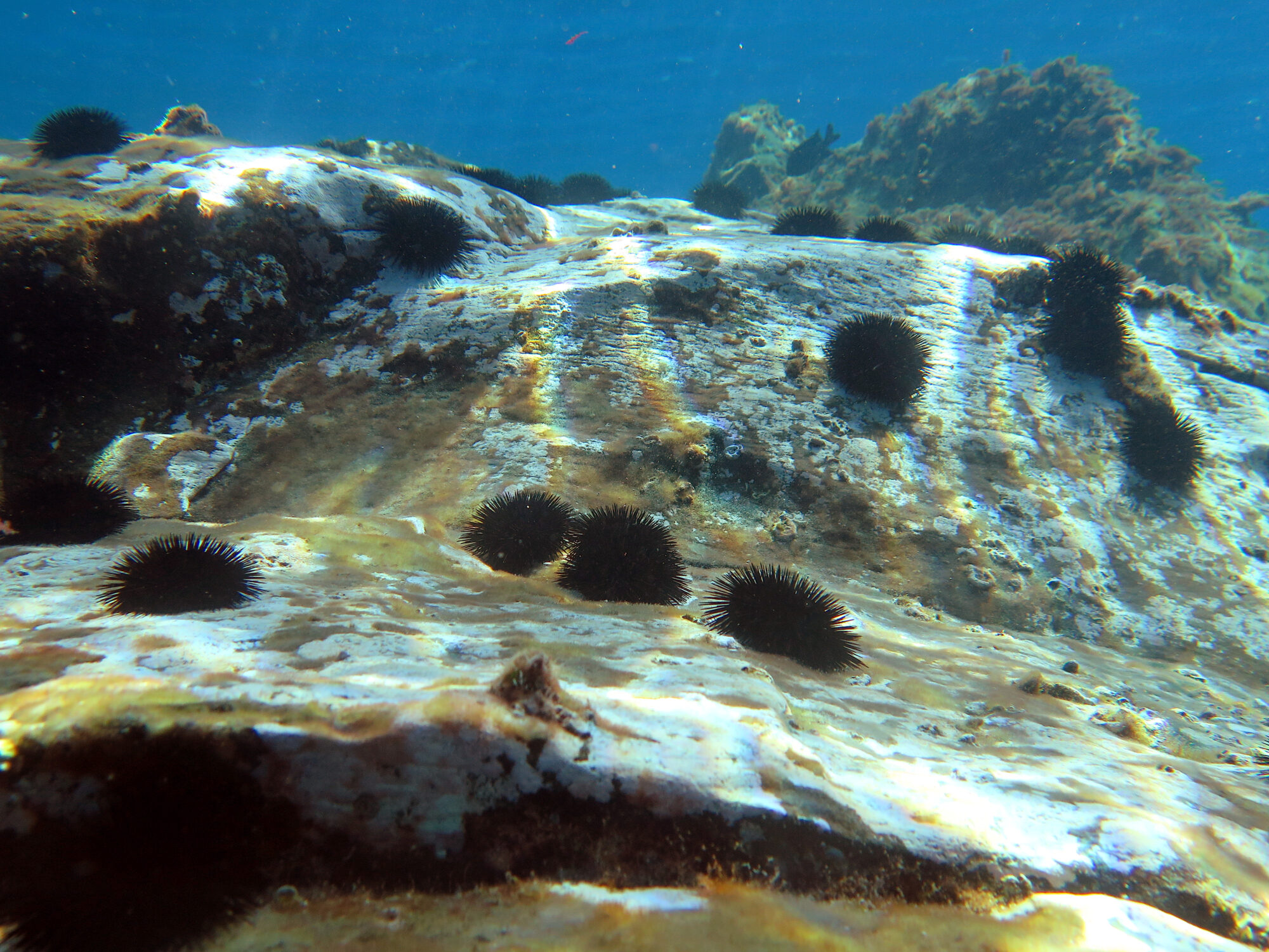 <em> A sea-urchin barren