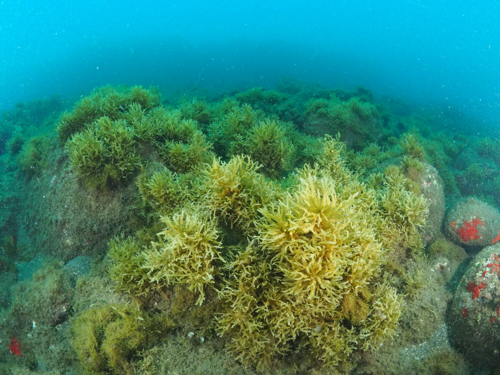 A healthy macroalgae forest