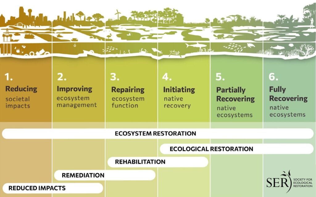 Gann GD, McDonald T, Walder B, Aronson J, Nelson CR, Jonson J, Hallett JG, Eisenberg C, Guariguata MR, Liu J, Hua F, Echeverria C, Gonzales, EK, Shaw N, Decleer K, Dixon KW. 2019. International principles and standards for the practice of ecological restoration. Second edition. Restoration Ecology S1-S46. https://onlinelibrary.wiley.com/doi/full/10.1111/rec.13035