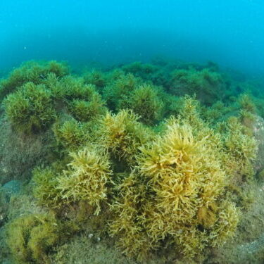 A healthy macroalgae forest