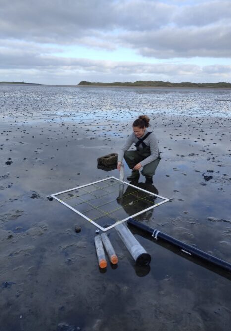 Sara Haro making transplants of Nanozostera noltei with different sizes of cores, Killala Bay, 11 2023